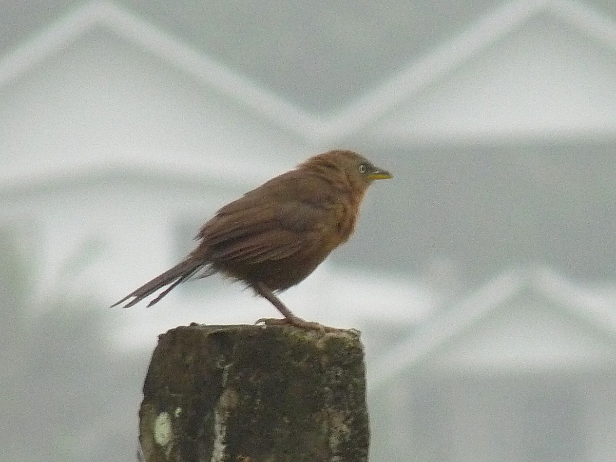 Kalapitari papargorria - ML646838904