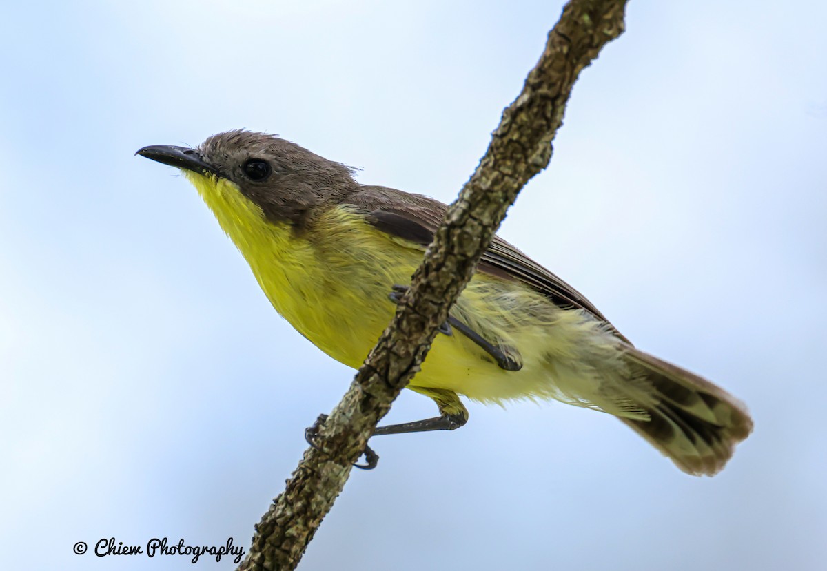 Golden-bellied Gerygone - ML646838909