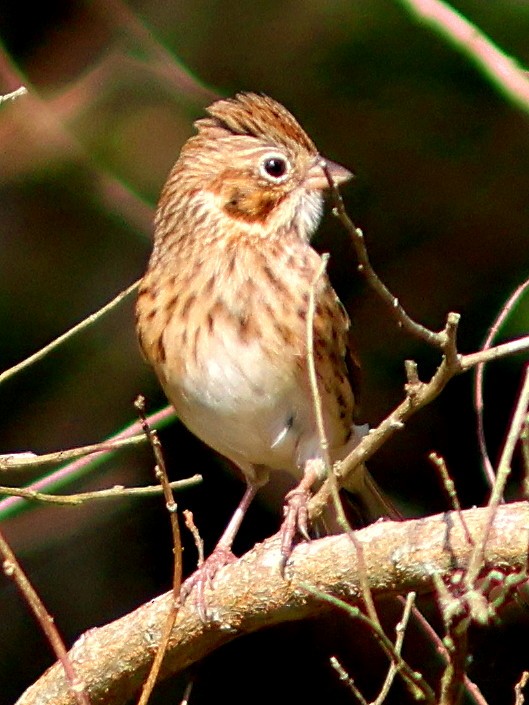 Vesper Sparrow - ML646838912