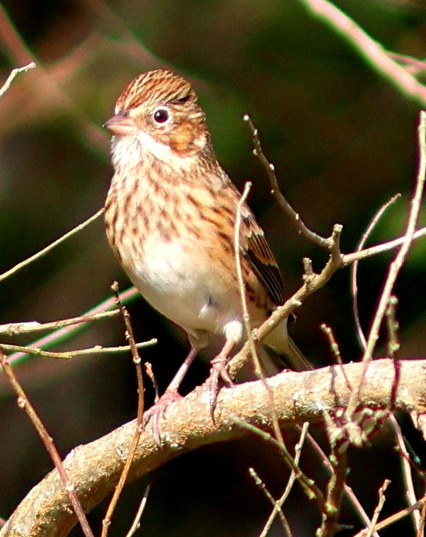 Vesper Sparrow - ML646838913
