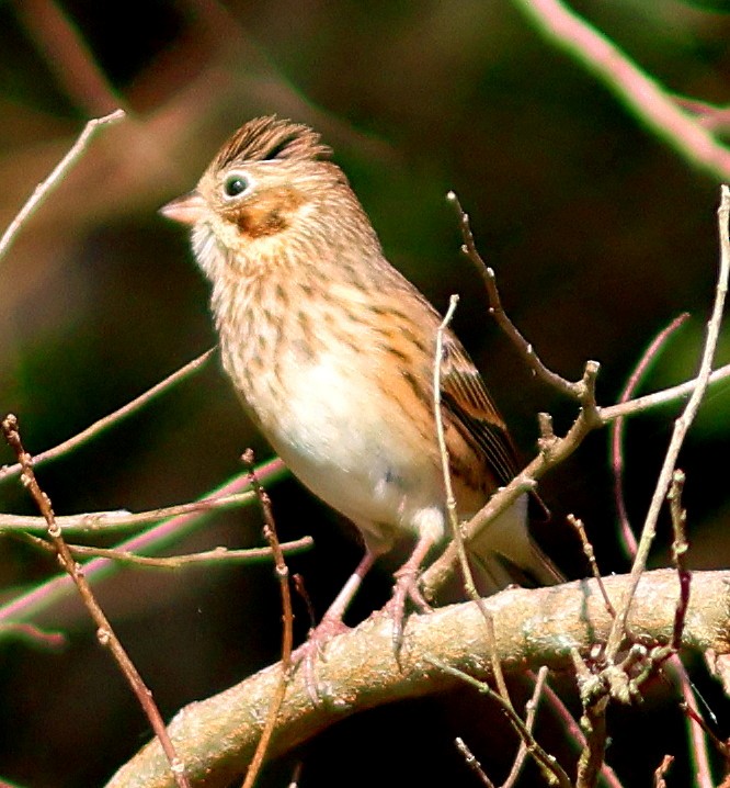 Vesper Sparrow - ML646838914