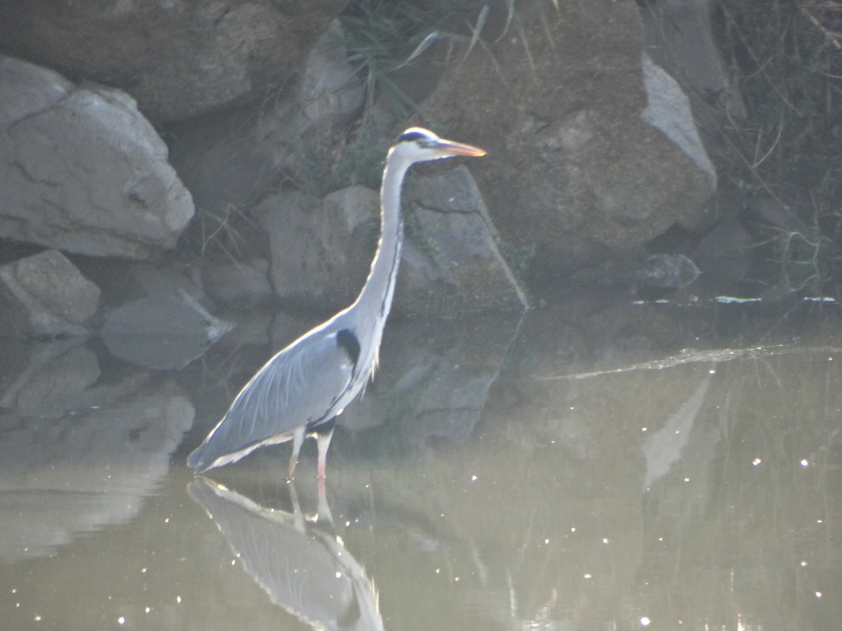 Airone cenerino - ML646838915