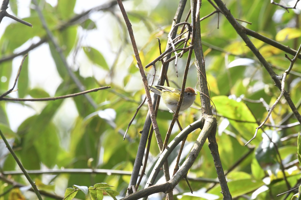 Chestnut-crowned Warbler - ML646838916