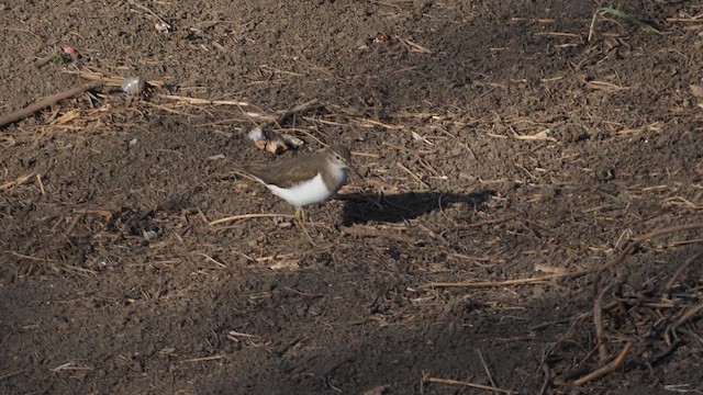 Common Sandpiper - ML646838918