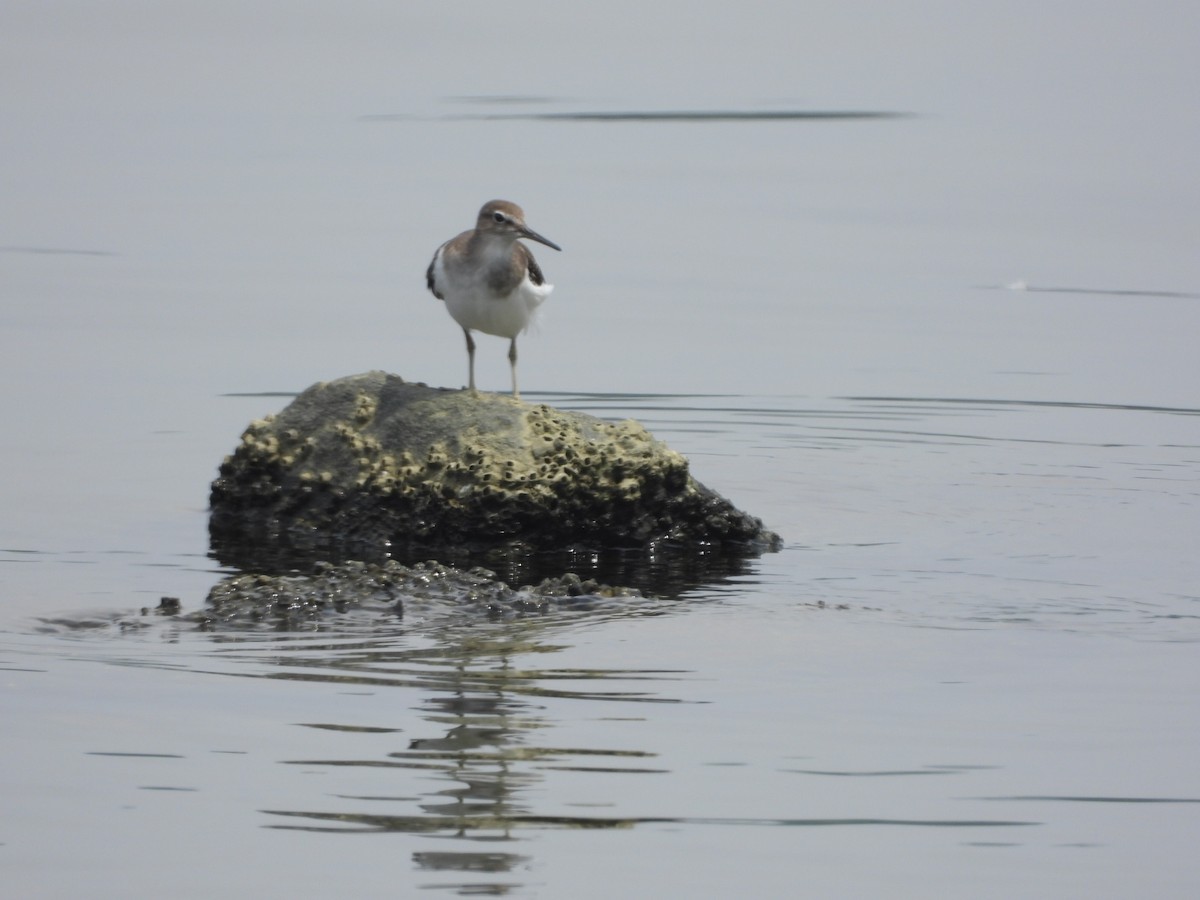 Chevalier guignette - ML646838919