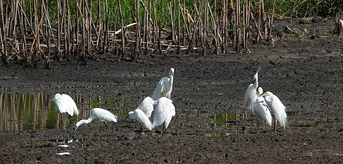 Little Egret (Australasian) - ML646838920