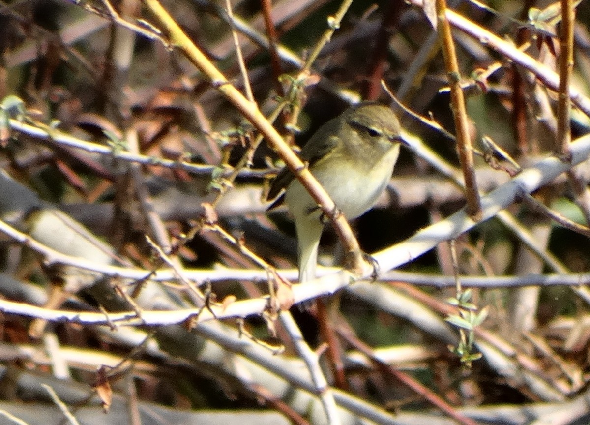 Luì piccolo - ML646838921