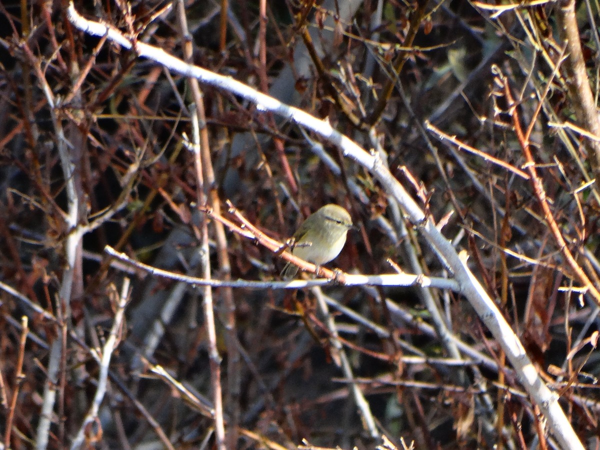 Luì piccolo - ML646838922