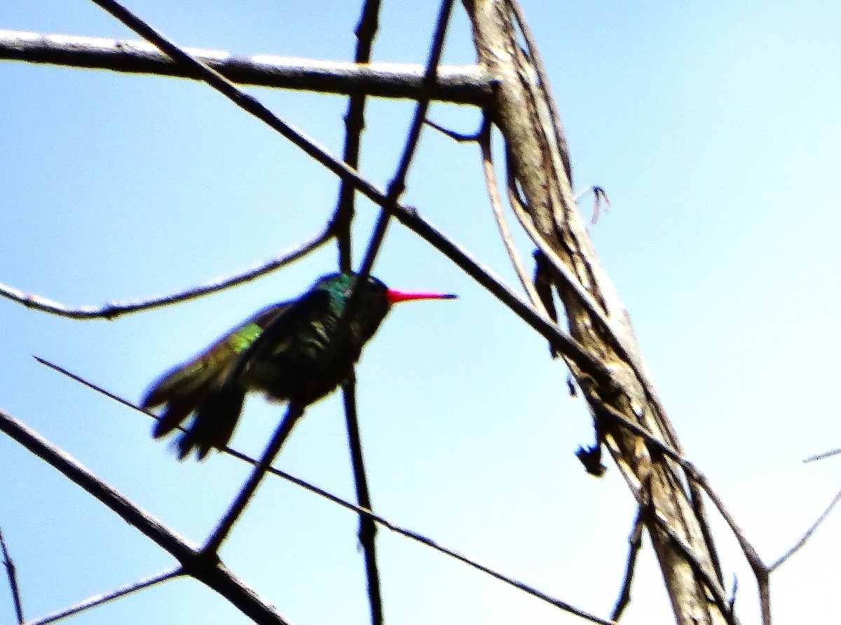 Blue-throated Goldentail - ML646838925