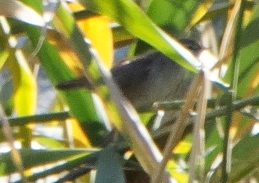 Cetti's Warbler - ML646838926