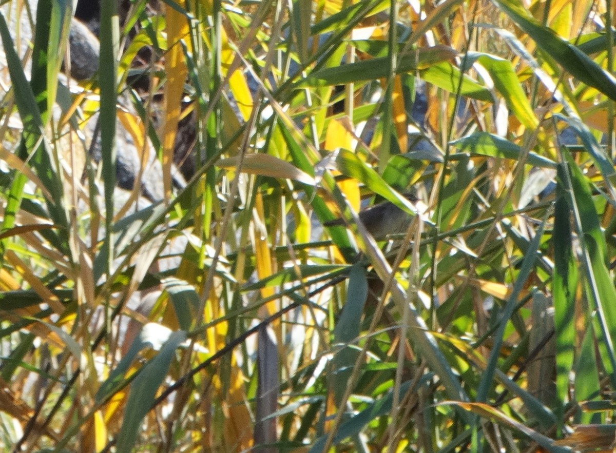 Cetti's Warbler - ML646838927