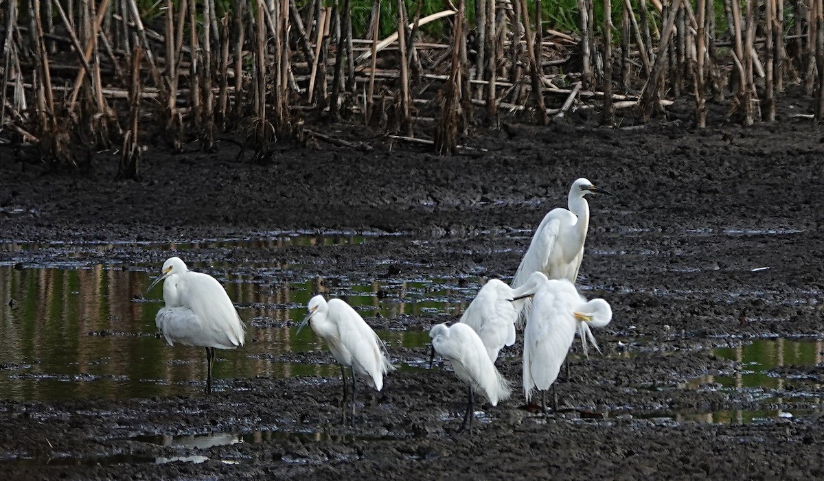 Great Egret (modesta) - ML646838928