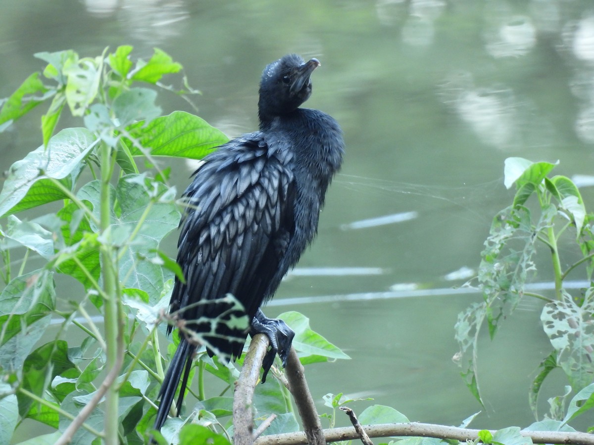 Little Cormorant - ML646838929