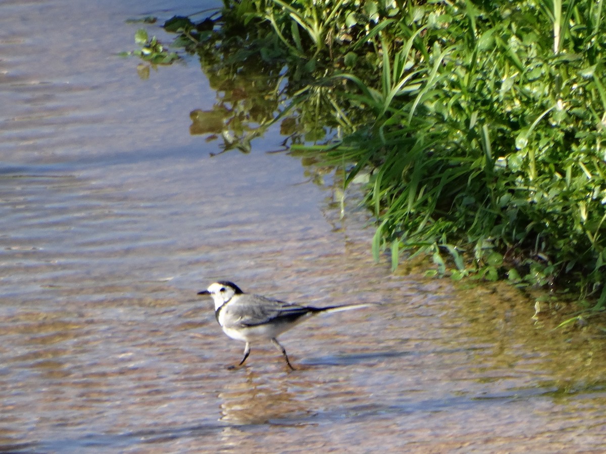 Ballerina bianca - ML646838932