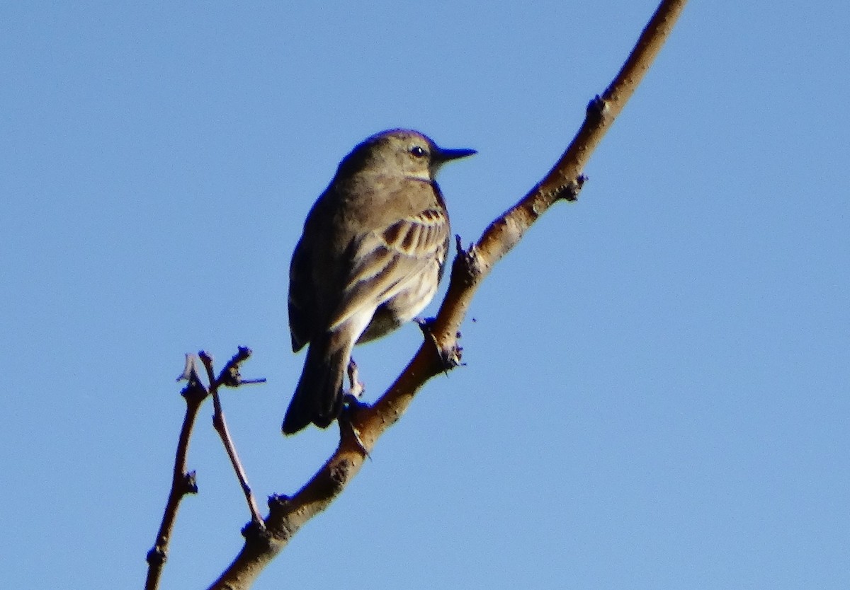 Щеврик гірський - ML646838936