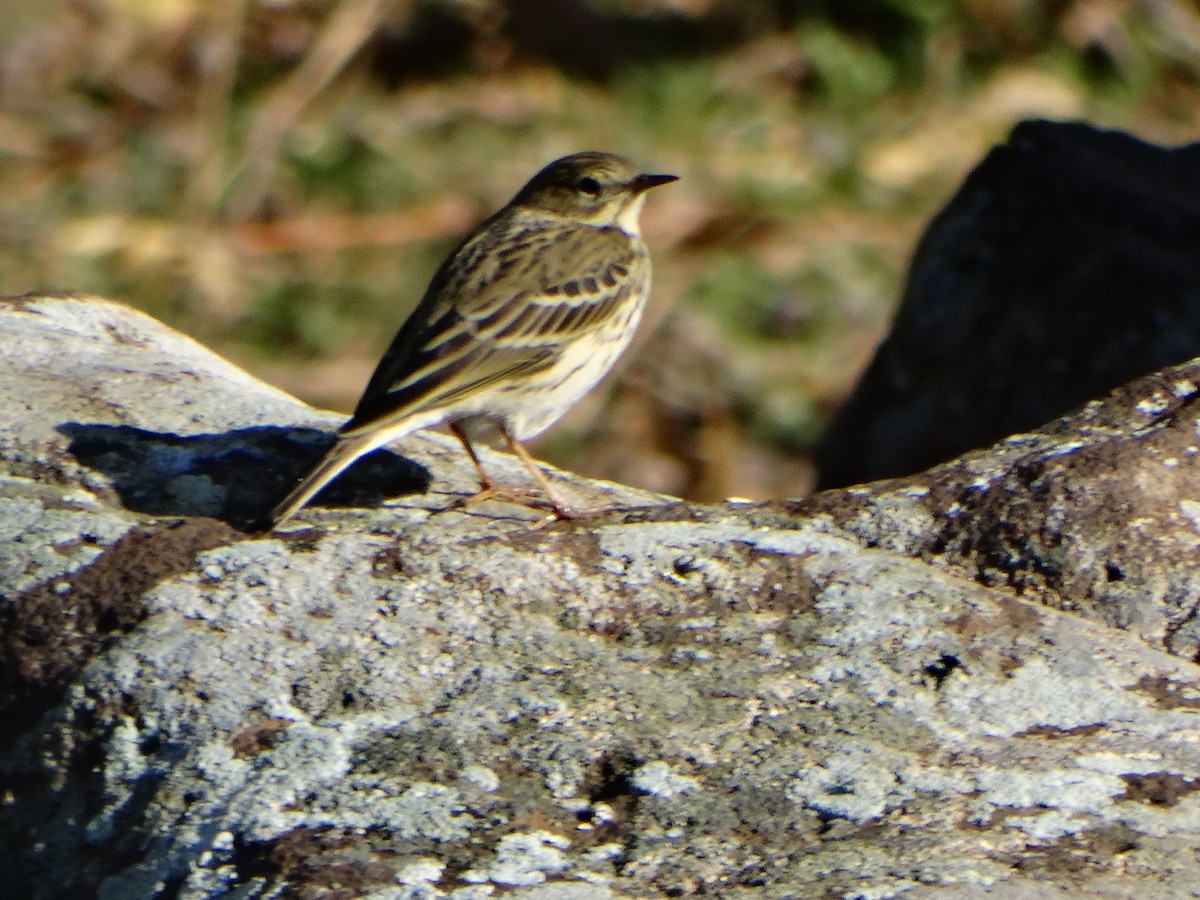 Щеврик гірський - ML646838937