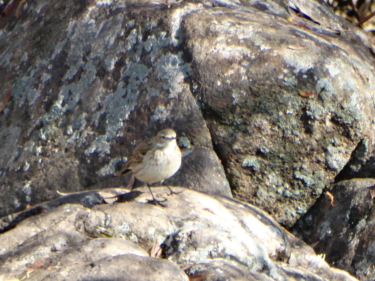 Щеврик гірський - ML646838938