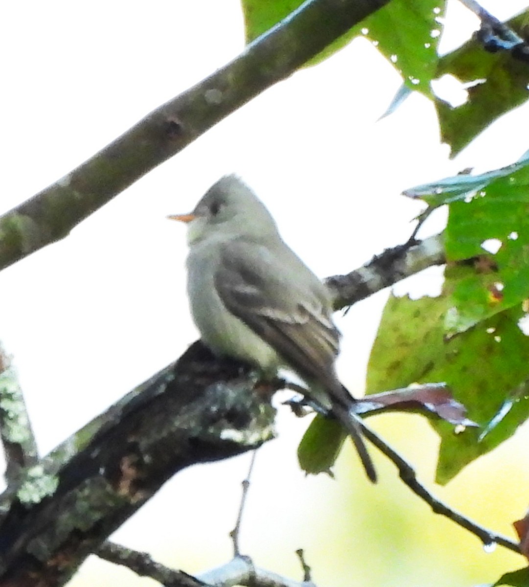 Піві великий - ML646838940