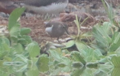 Common Sandpiper - ML646838944