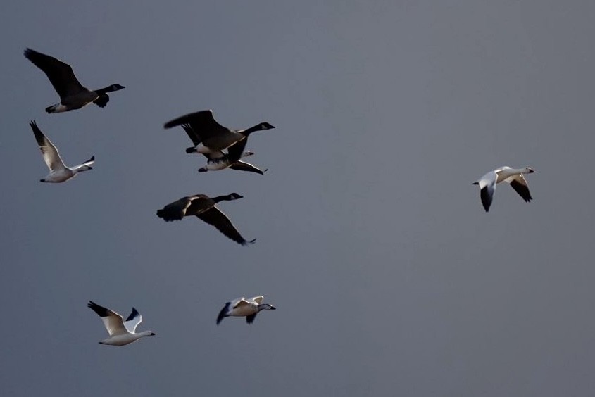 Snow Goose - ML646838945