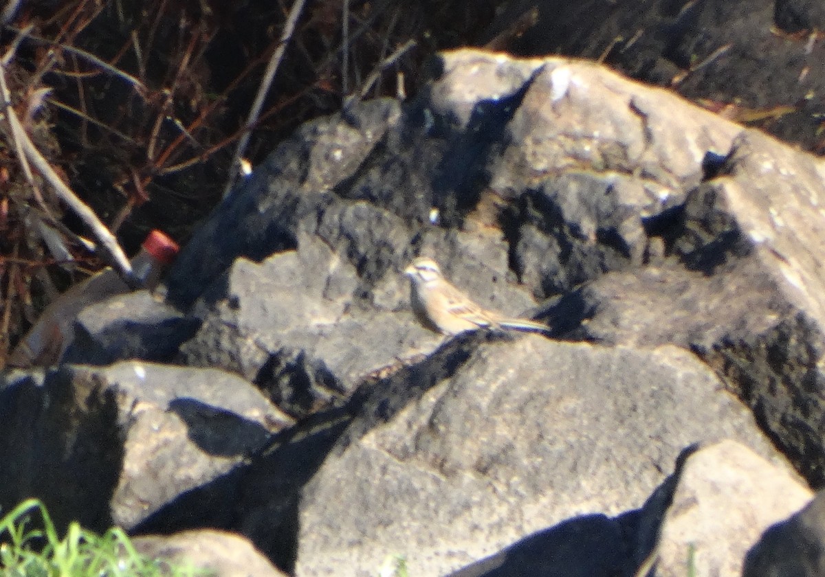 Zigolo muciatto - ML646838947