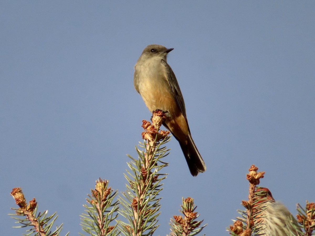 Moucherolle à ventre roux - ML646838949
