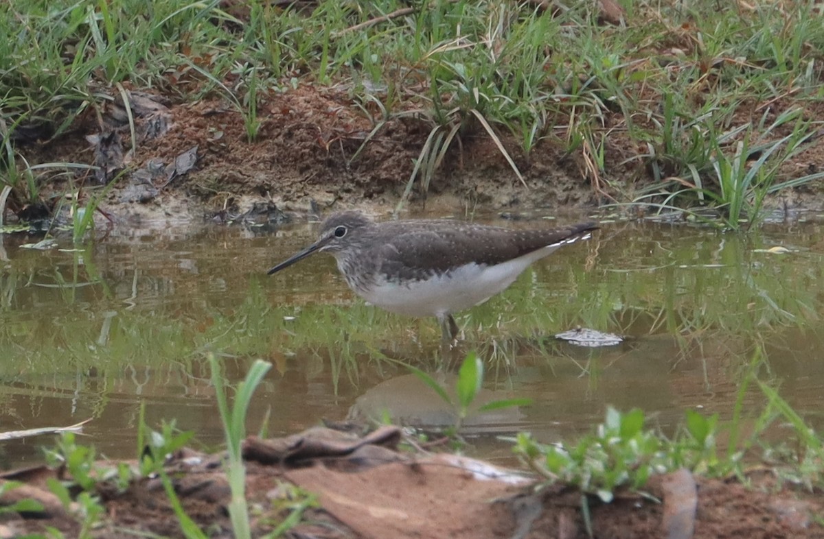Green Sandpiper - ML646838956