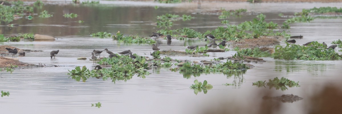 Green Sandpiper - ML646838957