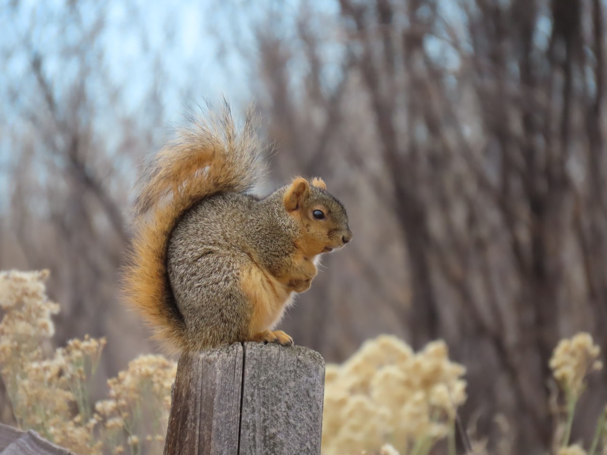 Western Fox Squirrel - ML646838958