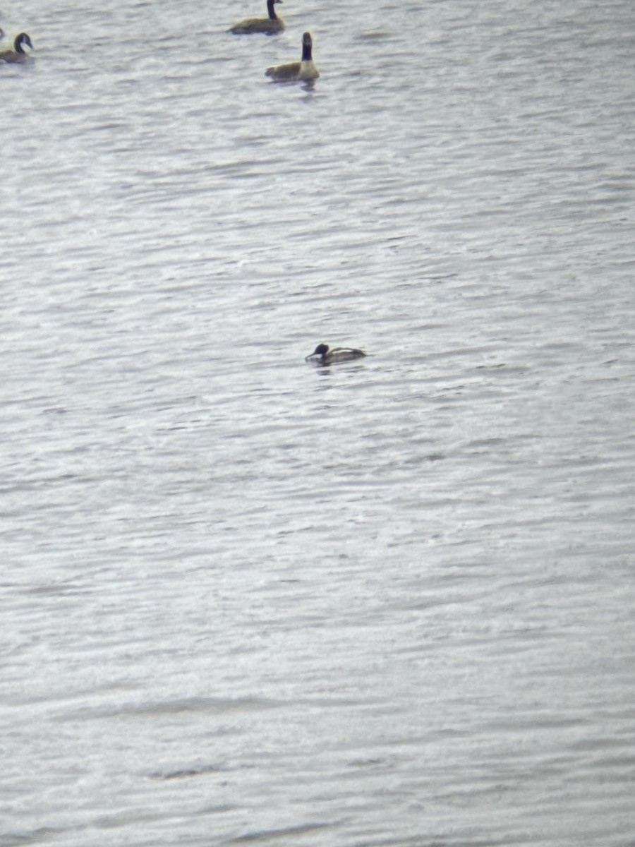 Red-breasted Merganser - ML646838959