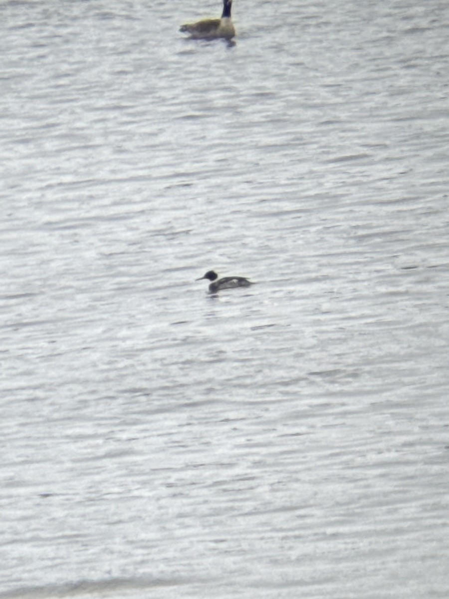 Red-breasted Merganser - ML646838960