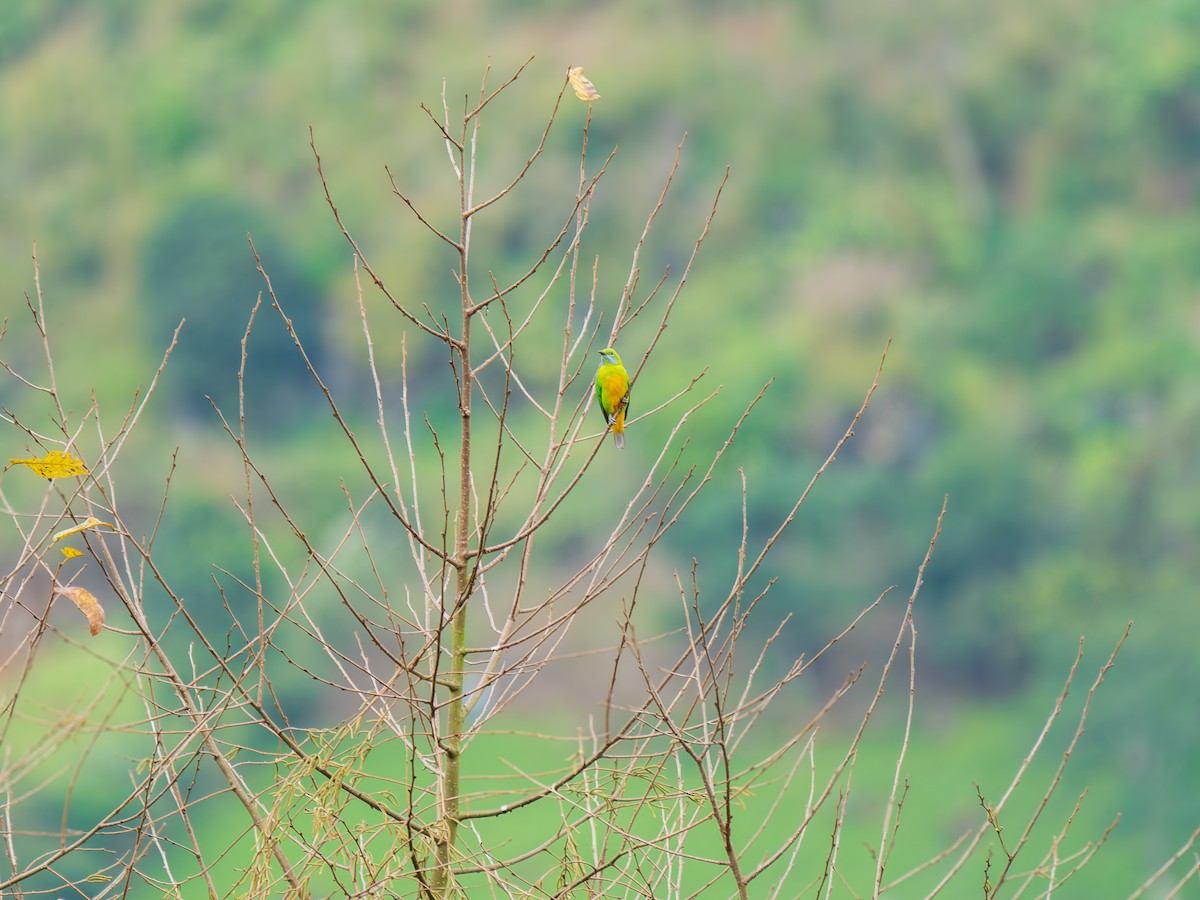 Orange-bellied Leafbird - ML646838961