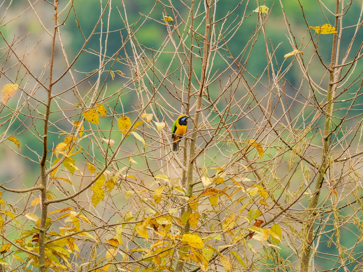 Orange-bellied Leafbird - ML646838962