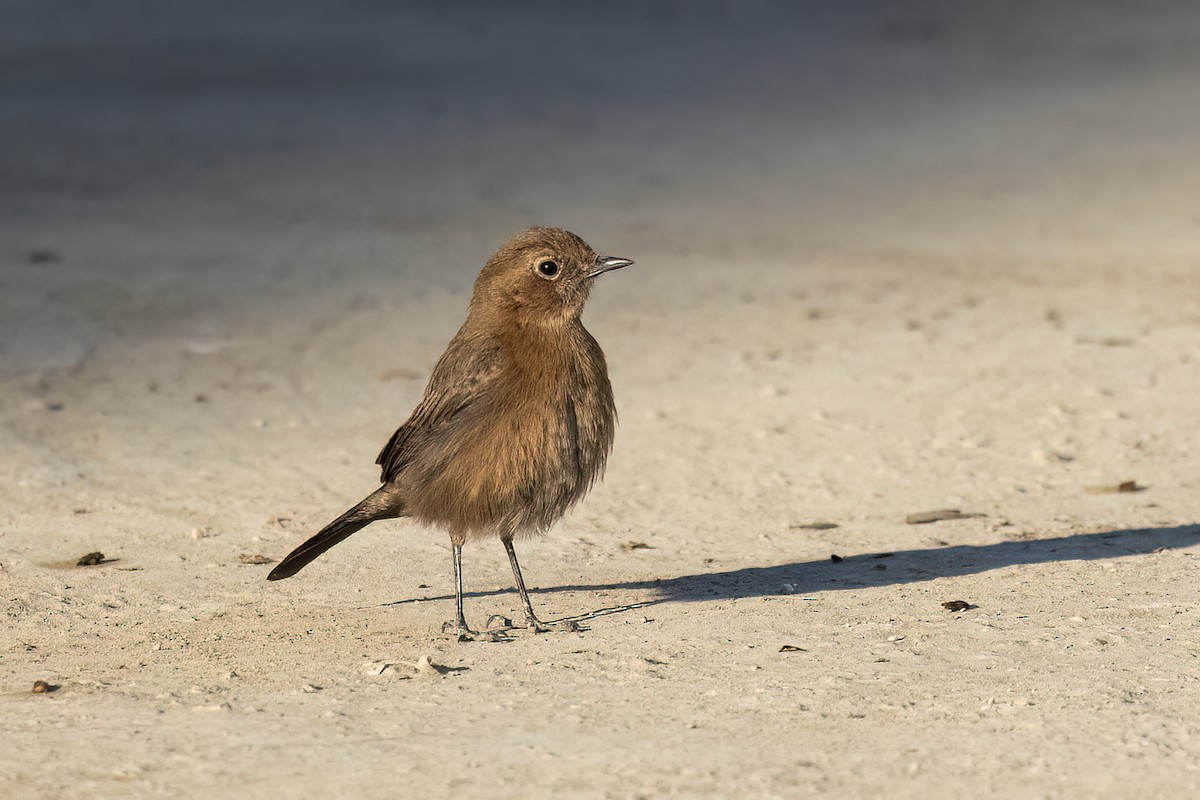 Brown Rock Chat - ML646838964