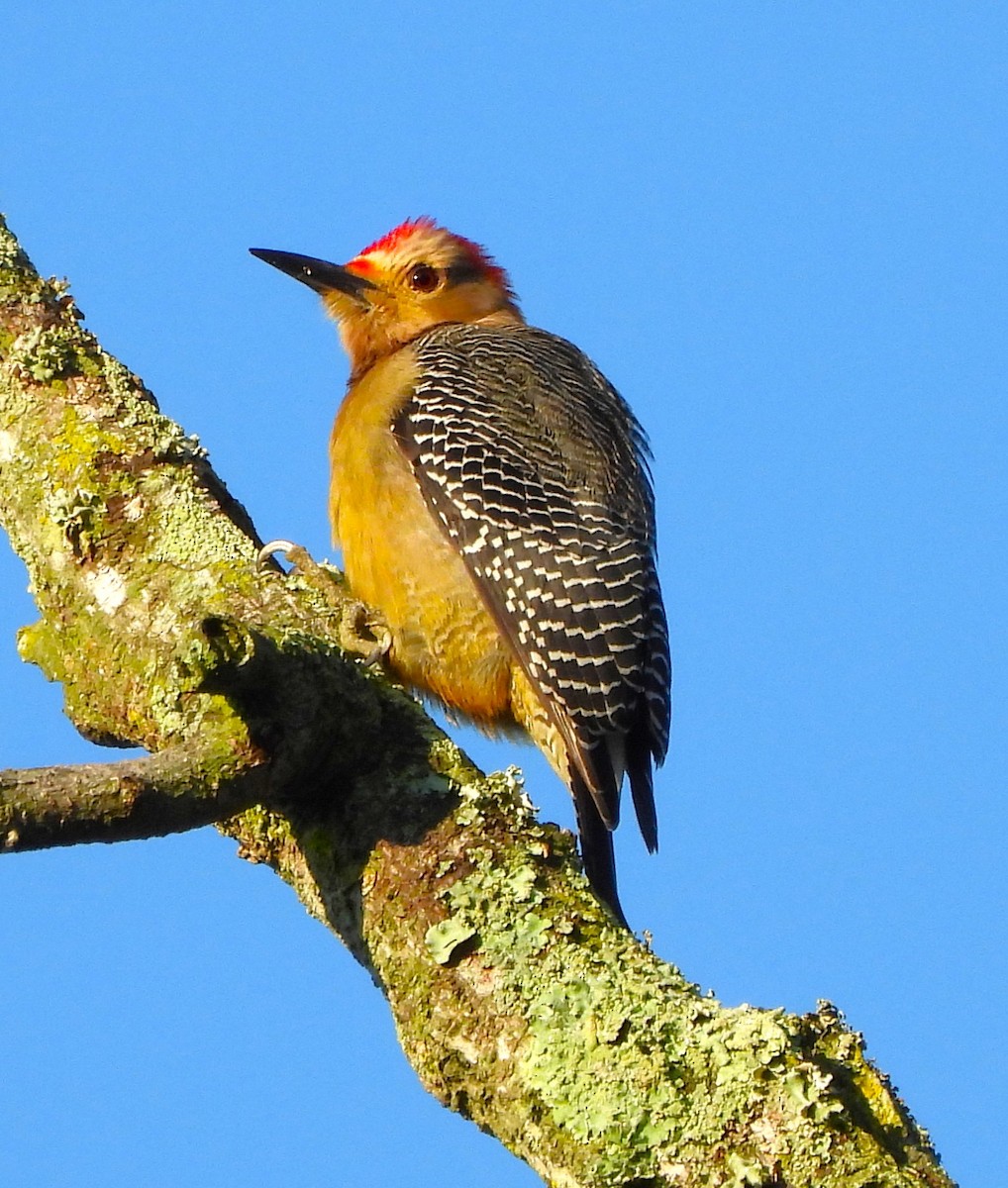 Golden-fronted Woodpecker - ML646838965