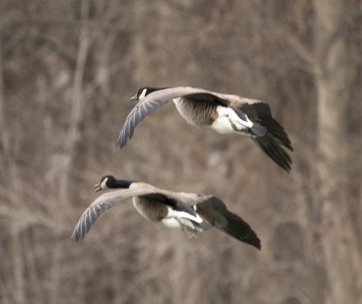 カナダガン - ML646838966