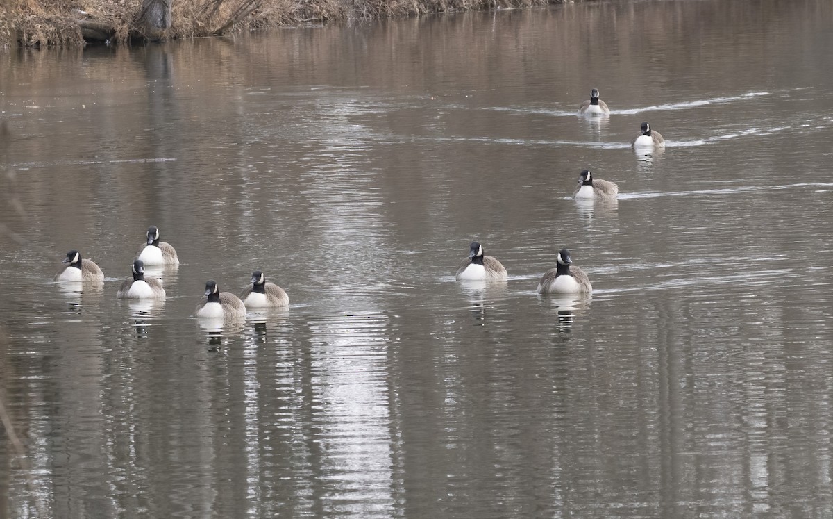 カナダガン - ML646838968