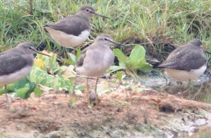 vodouš bahenní - ML646838969