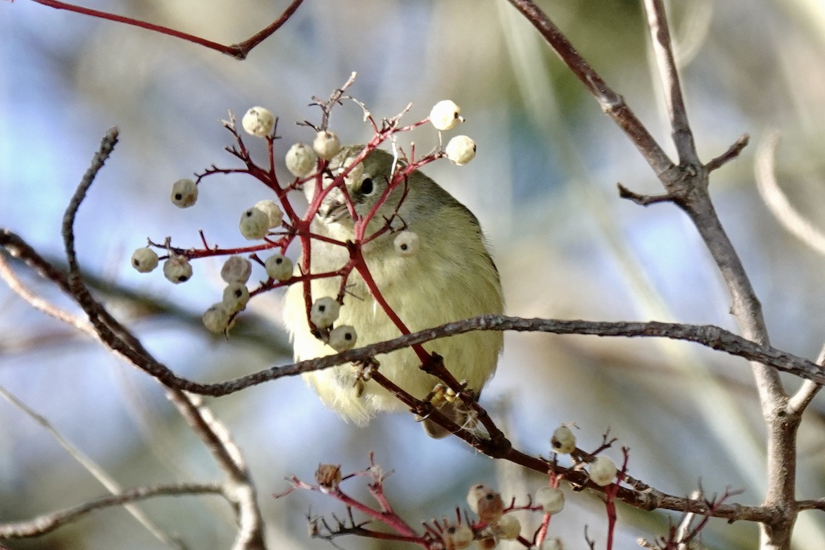 Orange-crowned Warbler - ML646838972