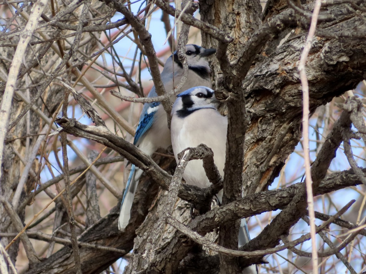 Blue Jay - ML646838973