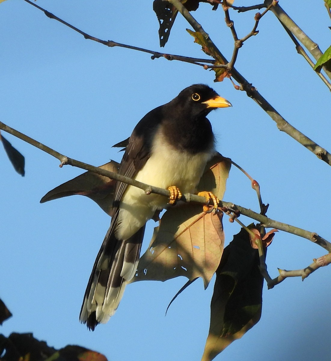 Brown Jay - ML646838974