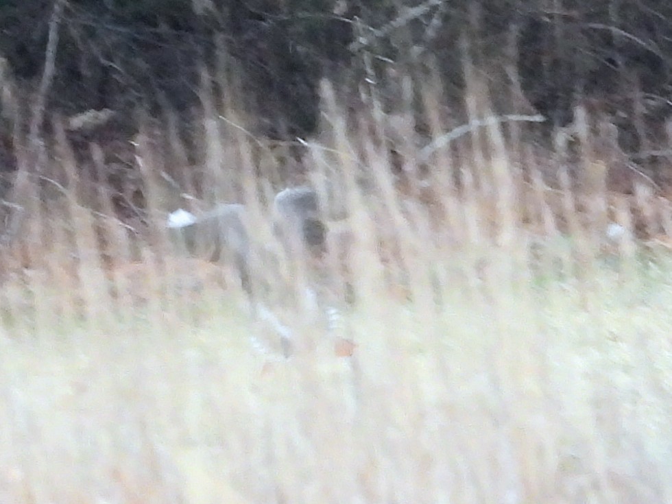 Blässgans - ML646838979