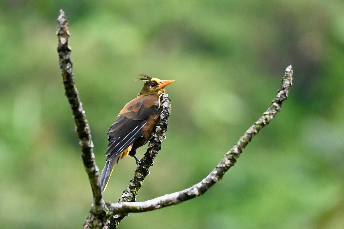 Russet-backed Oropendola - ML646838982
