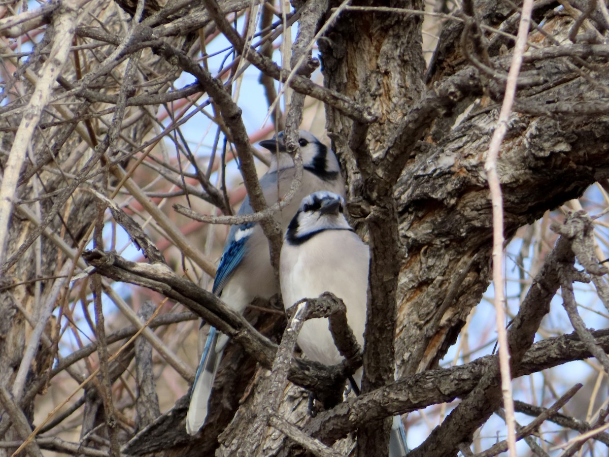Blue Jay - ML646838983