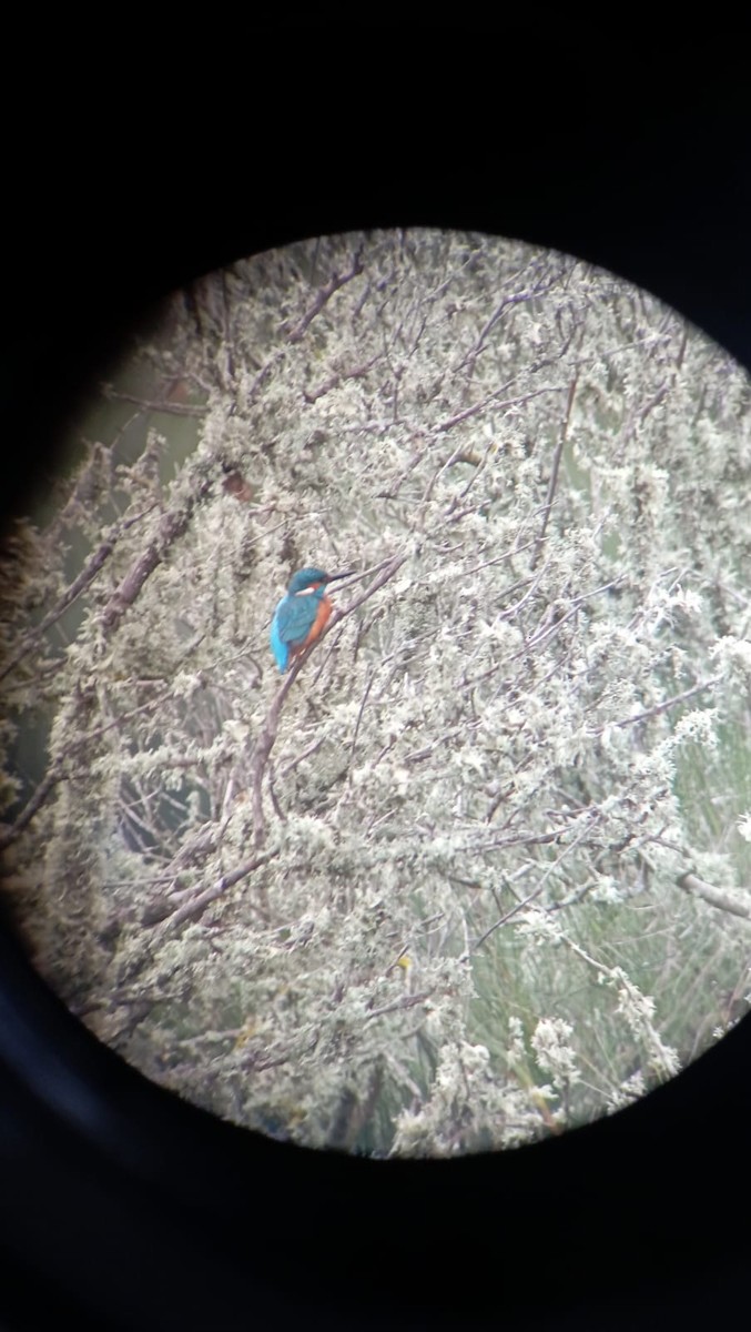 Common Kingfisher - ML646838984