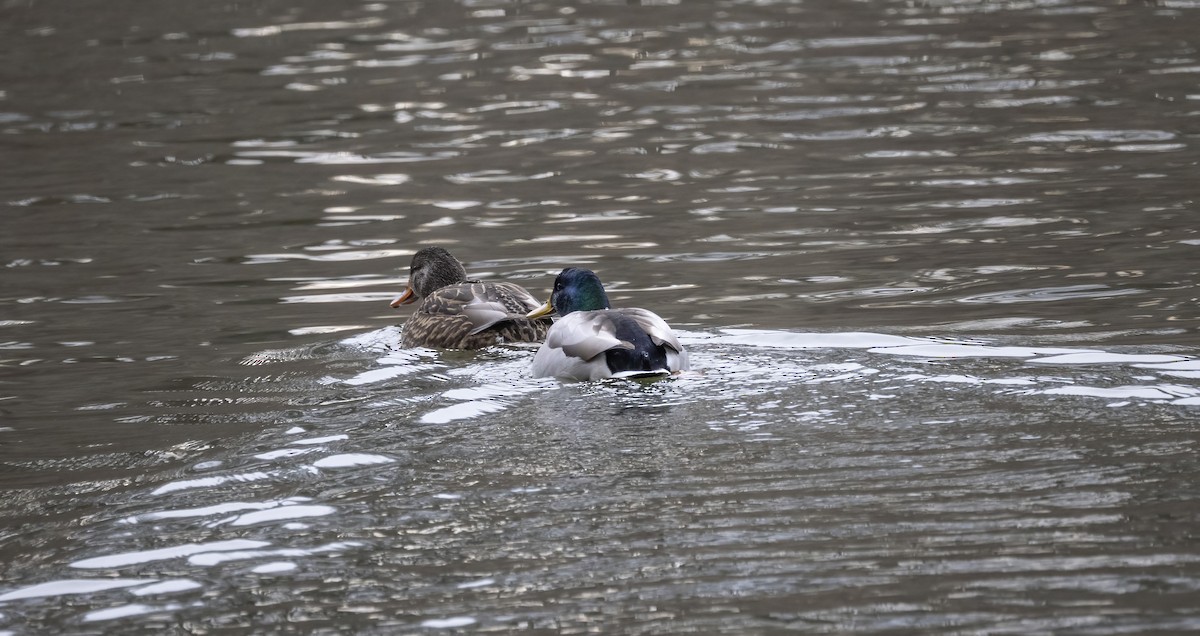 マガモ - ML646838987