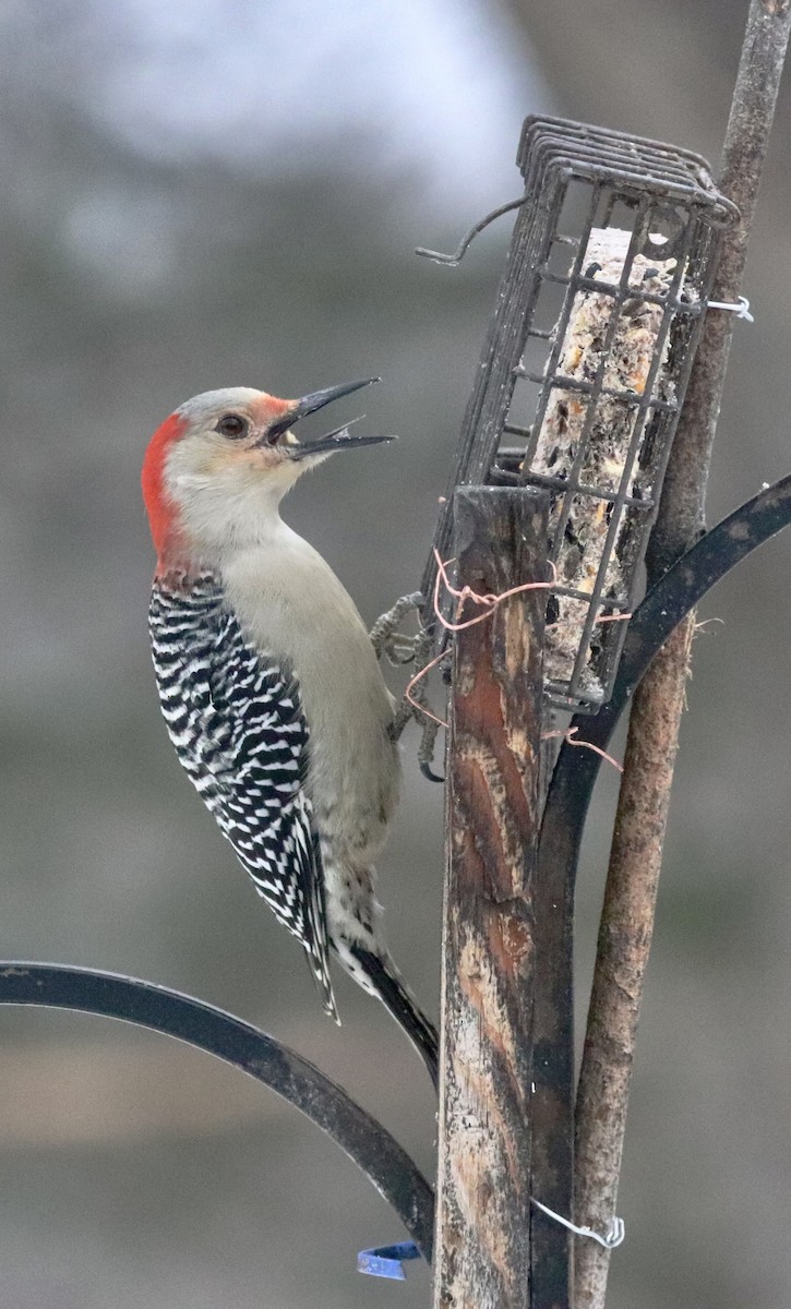Red-bellied Woodpecker - ML646838988