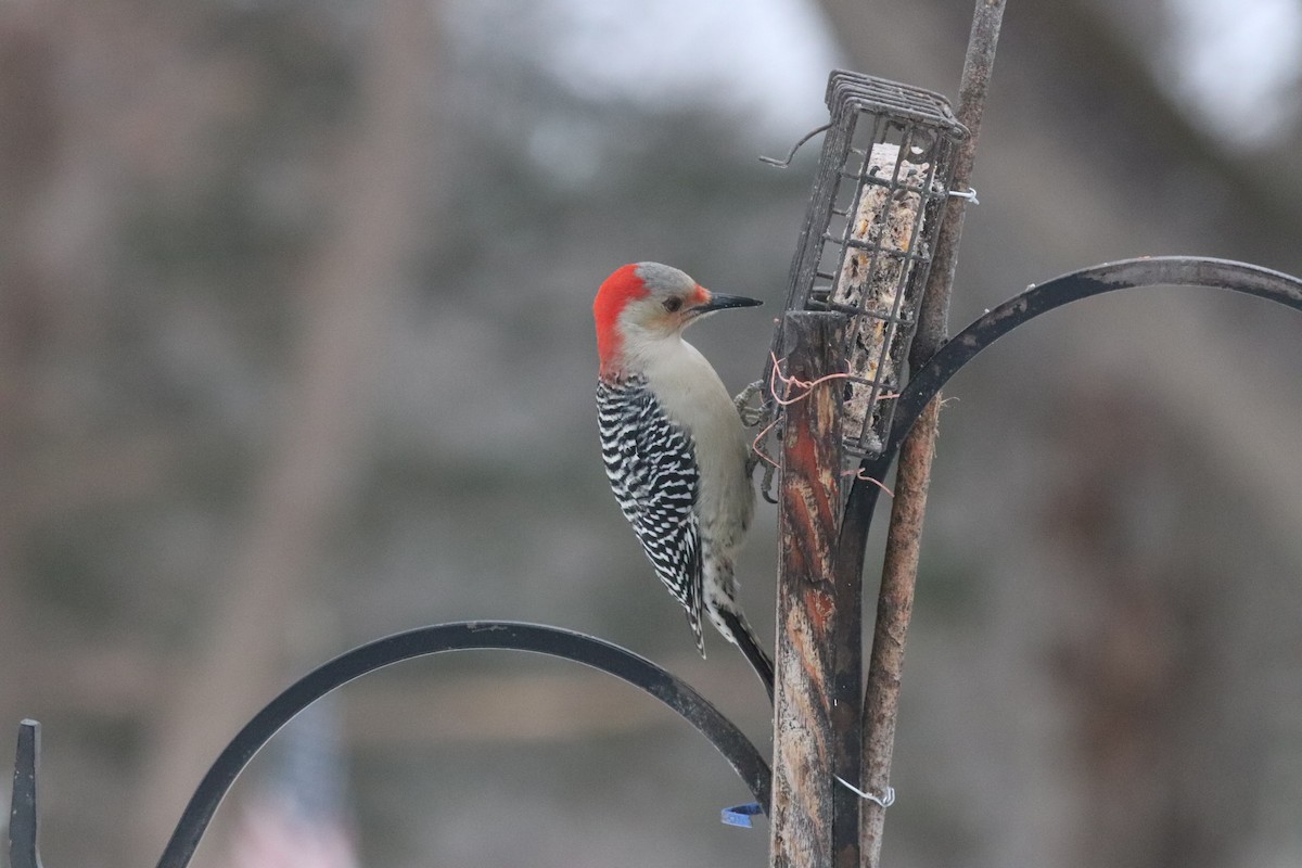 Red-bellied Woodpecker - ML646838989