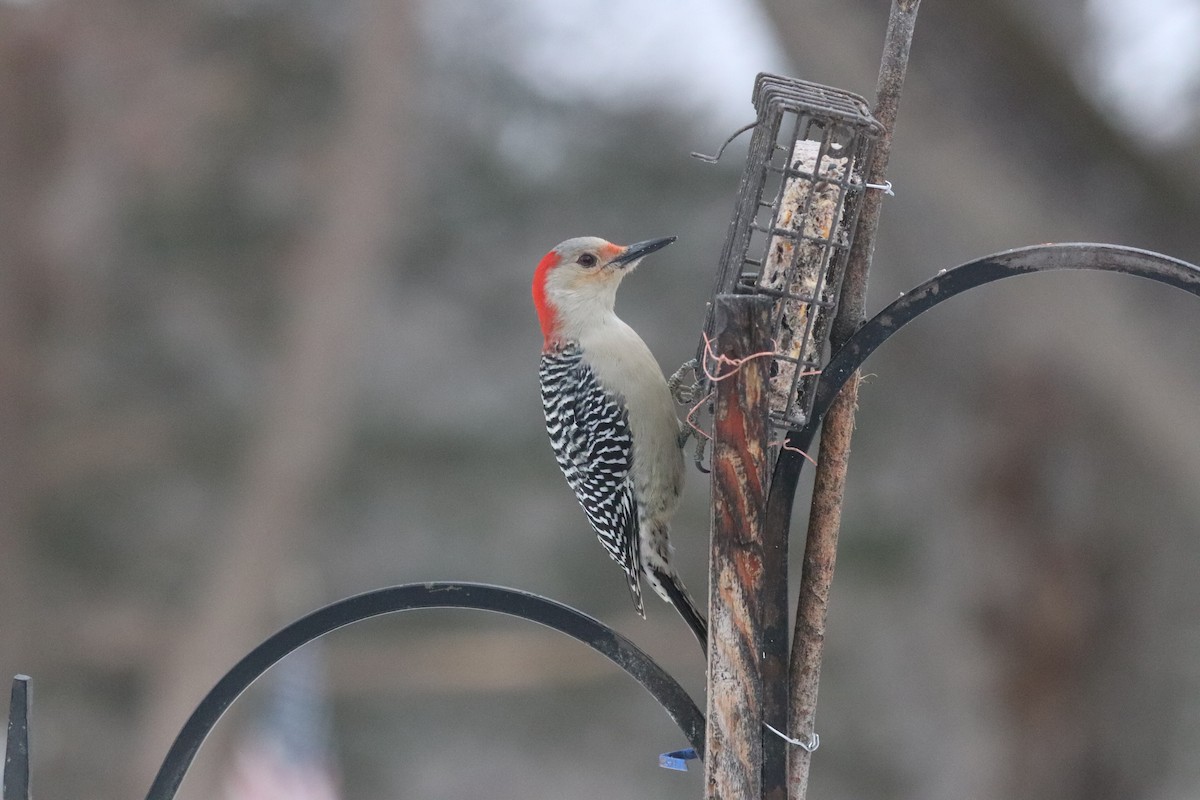 Red-bellied Woodpecker - ML646838990