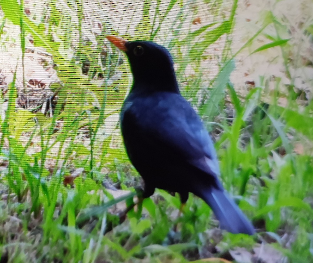 Amsel - ML646838991